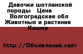 Девочки шотланской породы › Цена ­ 3 000 - Волгоградская обл. Животные и растения » Кошки   